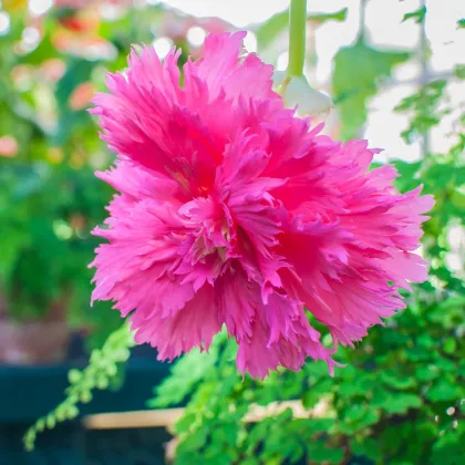 Begónia strapkatá ružová - Begonia fimbriata - hľuzy begónií - 2 ks