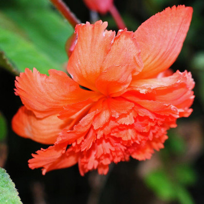 Begónia oranžová strapkatá - Begonia fimbriata - hľuzy begónií - 2 ks