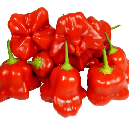 Chilli Mushroom červené - Capsicum Chinenses - semená - 6 ks