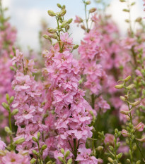 Stračonôžka ružová - Delphinium solida - semená stračonôžky - 100 ks