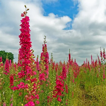 Stračonôžka Carmine King - Delphinium imperialis - semená ostrôžky - 100 ks