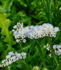 Limonka chobotnatá biela - Limonium sinuatum - semená limonky - 30 ks