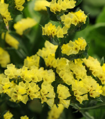 Limonka chobotnatá žltá - Limonium sinuatum - semená limonky - 30 ks