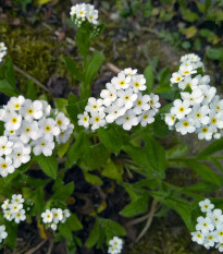 Nezábudka lesná Snowsylva - Myosotis sylvatica - semená nezábudky - 60 ks