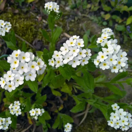 Nezábudka lesná Snowsylva - Myosotis sylvatica - semená nezábudky - 60 ks