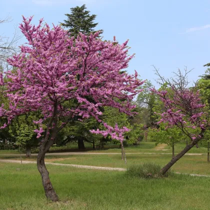 Judášovec strukovitý - Cercis siliquastrum - semená judášovca - 6 ks