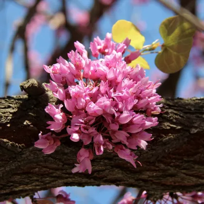 Judášovec strukovitý - Cercis siliquastrum - semená judášovca - 6 ks