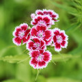 Klinček Super Parfait F1 - Dianthus Super parfum. Raspberry - semená klinčeka - 16 ks