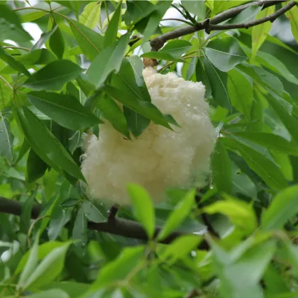 Vlnovec päťmužný - Ceiba pentandra - semená vlnovca - 10 ks