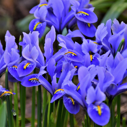 Nízke kosatce zmes - Iris reticulata - hľuzy kosatca - 5 ks