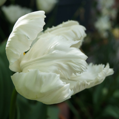 Tulipán White Parrot - Tulipa - cibuľoviny - 3 ks