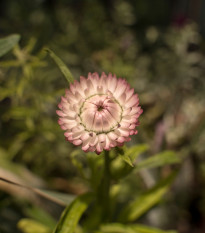 Slamiha listenatá - Helichrysum bracteatum - semená slamihy - 500 ks