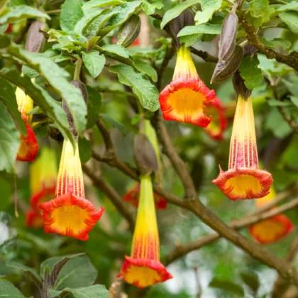 Semena durmanu – Durman krvavý – Brugmansia sanguinea