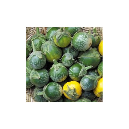 Baklažán Zelený tiger - Solanum melongena - semená baklažánu - 6 ks