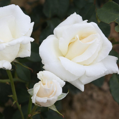 Ruže kríkové veľkokveté Mount Shasta - voľnokorenné sadenice ruží - 1 ks
