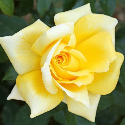 Ruže kríkové veľkokveté King Ransom - voľnokorenné sadenice ruží - 1 ks