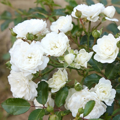 Ruža kríková - pôdopokryvné The white fairy - voľnokorenné sadenice ruží - 1 ks