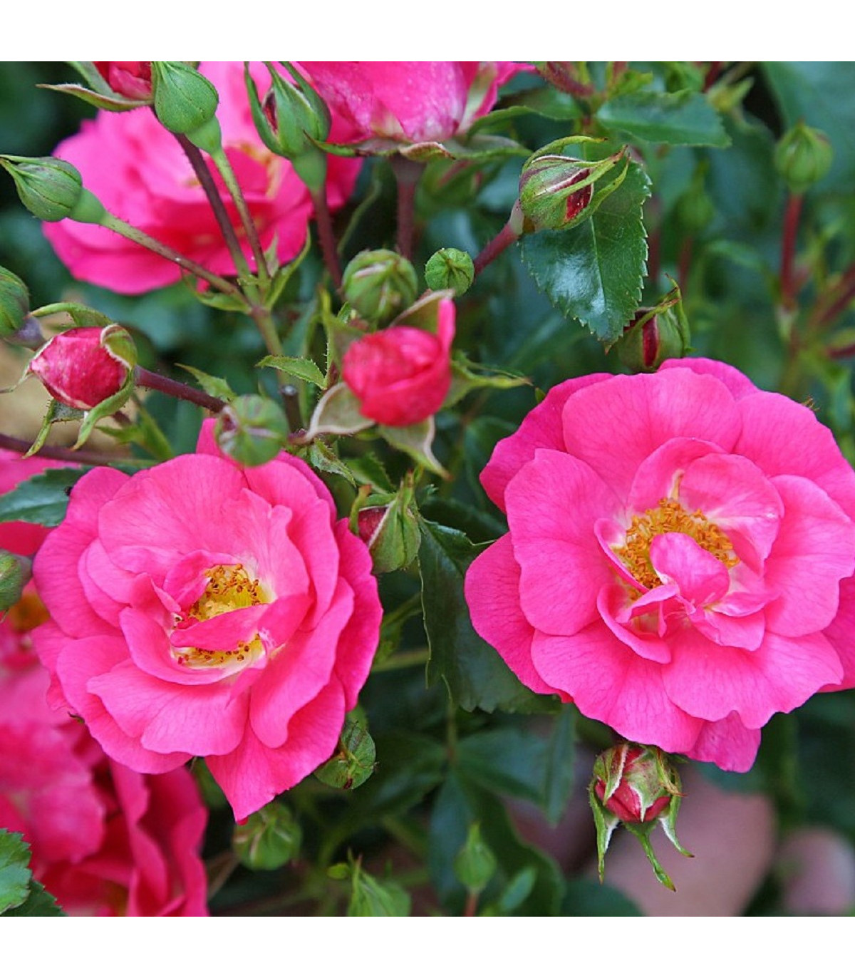 Ruža kríková - pôdopokryvná Meintraum - voľnokorenné sadenice ruží
