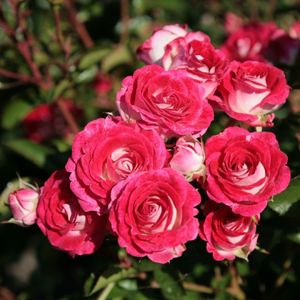 Ruža mnohokvetá Schöne Koblenzerin - Kordes - Marie Rottrová - voľnokorenné sadenice ruží - 1 ks