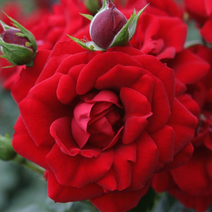 Ruža kríková plazivá Amadeus - Kordes - voľnokorenné sadenice ruží - 1 ks