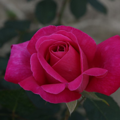 Ruža kríková mnohokvetá Pink Peace - voľnokorenné sadenice ruží - 1 ks