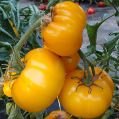 Paradajka Yellowstone - Solanum lycopersicum - semená paradajky - 15 ks