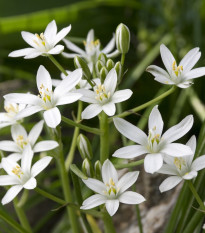 Bledavka - Ornithogalum umbellatum - cibuľoviny - 3 ks