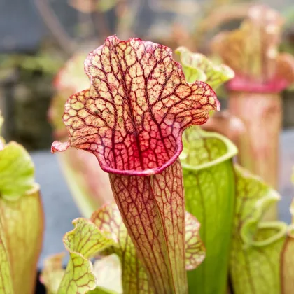 Saracénia náhorná - Sarracenia oreophilla var. ornata - semená saracénie