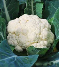 Bio Karfiol Neckarperle - Brassica oleracea - semená karfiolu