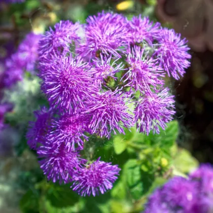 Agerát americký Red Sea - Ageratum houstonianum - semená nestarca