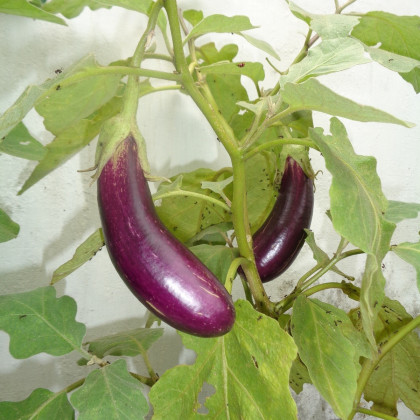 Baklažán Jewel Jet - Solanum melongena - semená baklažánu - 10 ks
