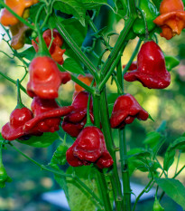 Chilli Bishops Crown - Capsicum baccatum - semena chilli - 6 ks