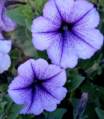 Petúnia Musica F1 Blue Vein - Petunia x grandiflora - semená petúnie - 30 ks