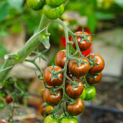 Paradajka Tigrino - Solanum lycopersicum - semená paradajky - 25 ks