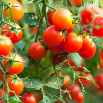 DivoDivoké paradajka Rote Murmel - Solanum pimpinellifolium - semená paradajok - 10 ks