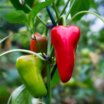 BIO Chilli Salsa - Capsicum annuum - semená papriky - 7 ks