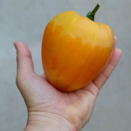 Paradajka Oxheart Orange - Solanum lycopersicum - semená paradajok - 10 ks