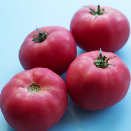 Paradajka Big Pink F1 - Solanum lycopersicum - semená paradajok - 7 ks