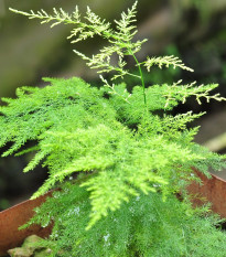 Špargľa hustokvetá - Asparagus plumosus - semená špargle - 5 ks