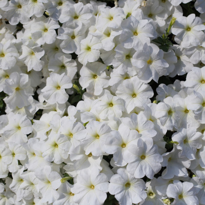 Petúnia Cascata F1 White - Petunia x atkinsiana - semená petúnie - 10 ks