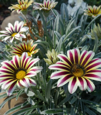 Gazánia Frosty Kiss Flame Mix F1 - Gazania rigens - semená gazánie - 18 ks