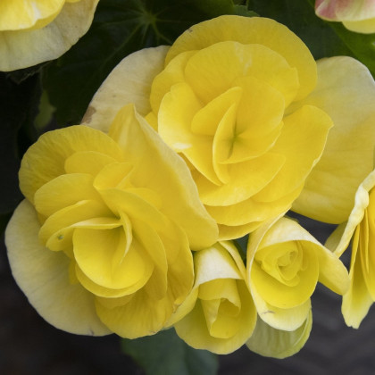 Begónia Nonstop žltá - Begonia tuberhybrida - hľuzy begónie - 2 ks