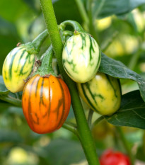 Okrasný baklažán Striped Toga - Solanum melongena - semená baklažánu - 10 ks