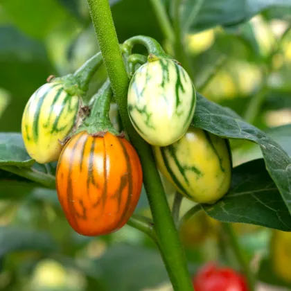 Okrasný baklažán Striped Toga - Solanum melongena - semená baklažánu - 10 ks