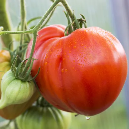 Paradajka tyčková Oxheart - Solanum lycopersicum - semená paradajok - 20 ks