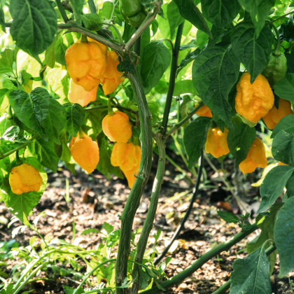 Chilli Carolina Reaper yellow – Capsicum chinense – semená chilli – 5 ks