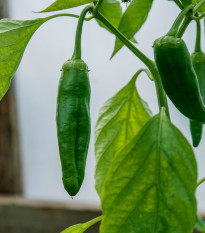 Chilli Aji Pineapple - Capsicum baccatum - semená chilli - 7 ks