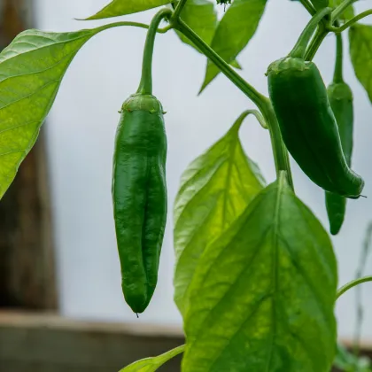 Chilli Aji Pineapple - Capsicum baccatum - semená chilli - 7 ks