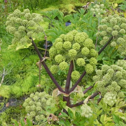 Archangelika lekárska - Angelica archangelica - semená archangeliky - 70 ks