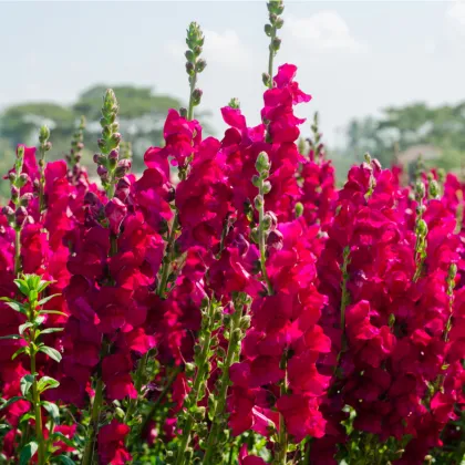 Papuľka väčšia tmavoružová - Antirrhinum majus - semená papuľky - 20 ks